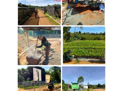 Kegiatan pada bagian Nursery di PKL Balik papan