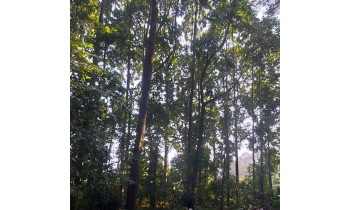 Hutan Penelitian Dramaga. Jarak tempuh 4,4 Km Alhamdulillah anak-anak terpantau sehat dan semangat 